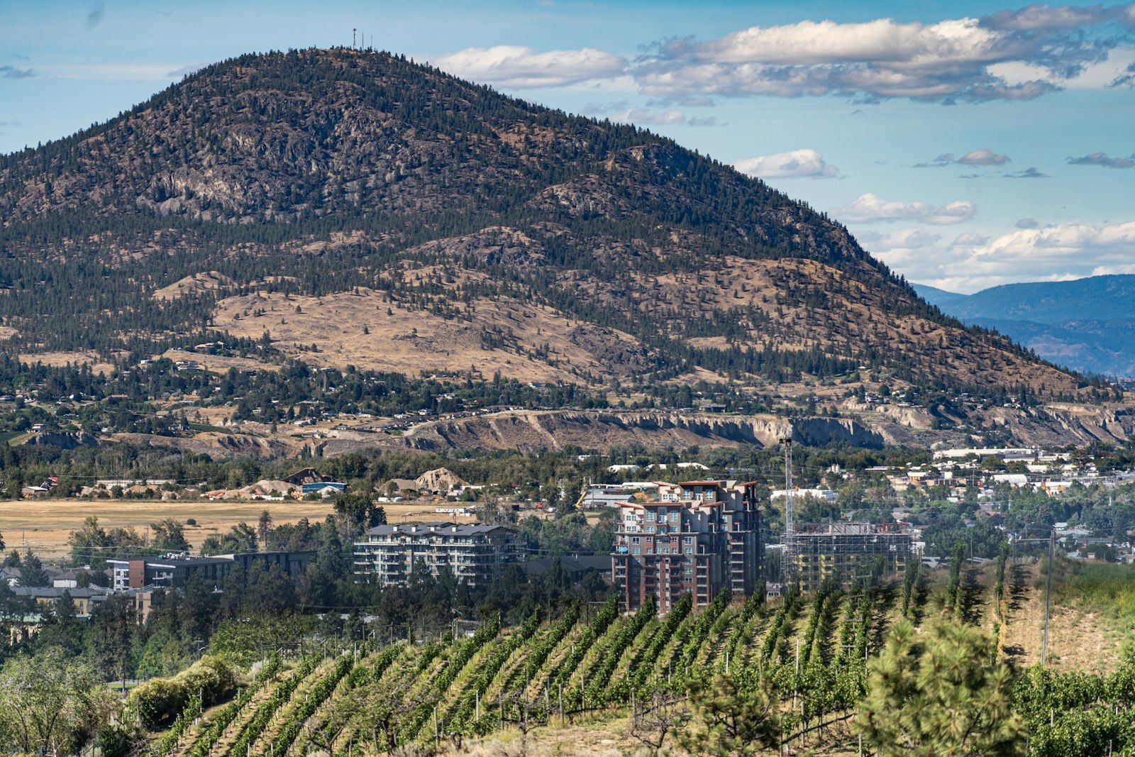Winery vineyards beneath a mountain